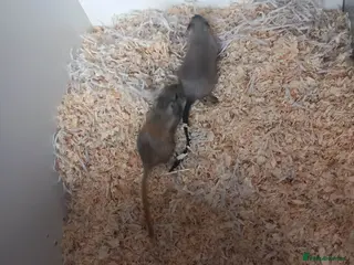 Gerbil rodents Two female gerbils - Advert 7