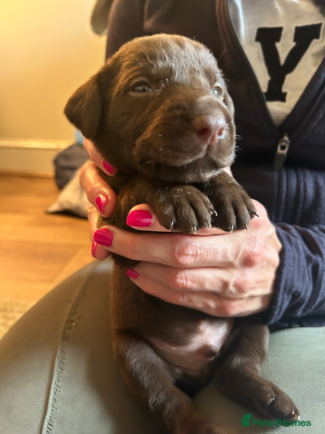 Mixed Breed dogs for sale: 🐾 German wirehaired pointer x Labrador 🐾  - Image 9