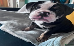 Olde English Bulldogge dogs for stud: Olde English Bulldogge (Black, white and brindle) - Image 21