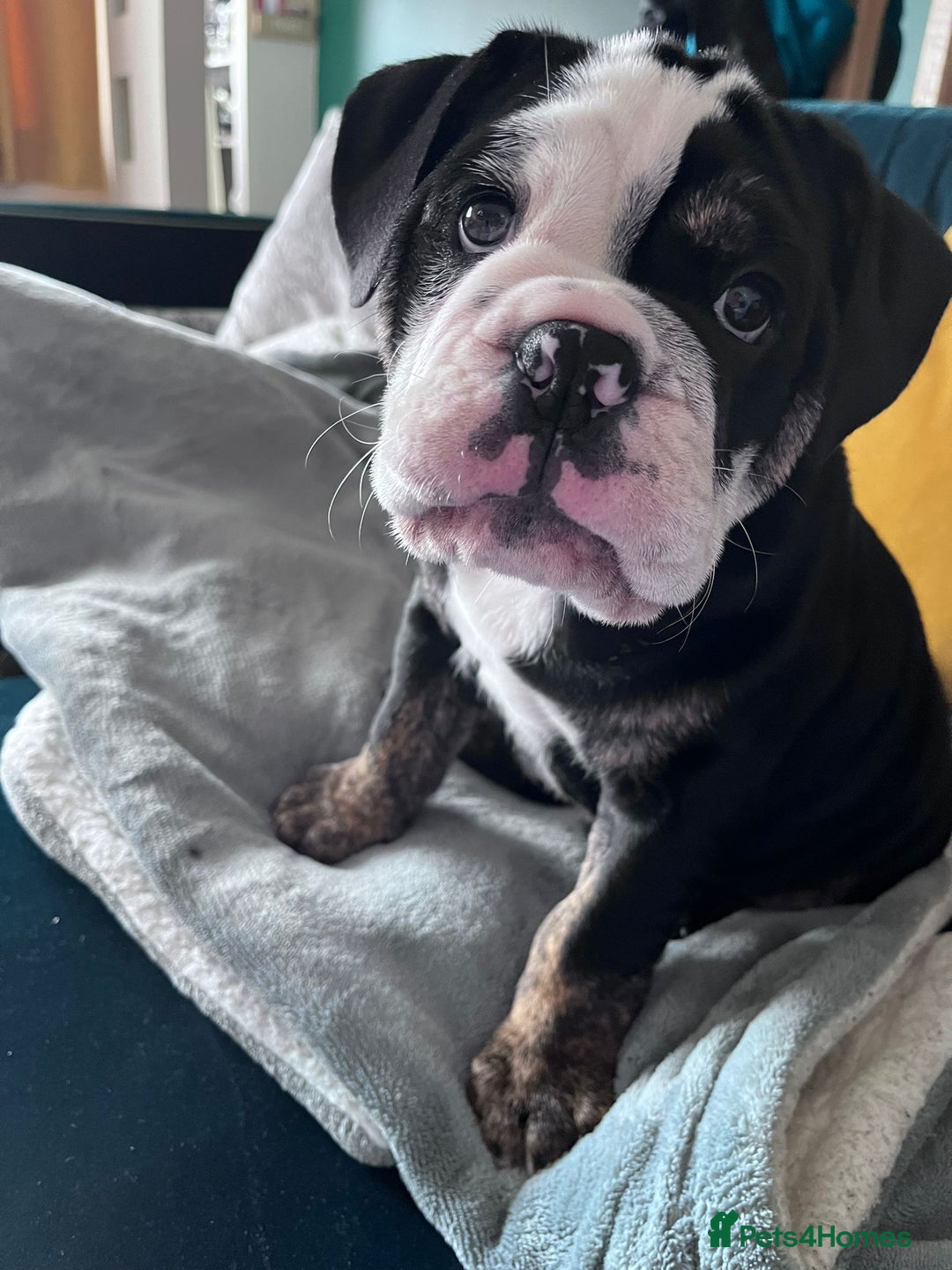 Olde English Bulldogge dogs for stud: Olde English Bulldogge (Black, white and brindle) - Image 21
