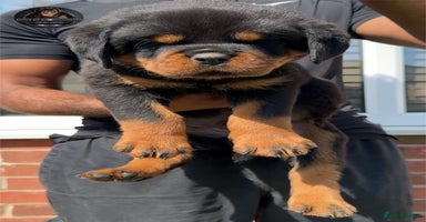Rottweiler dogs - Advert 5