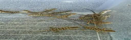 Bearded Dragon reptiles for sale: Baby bearded dragons - Advert 4