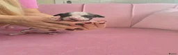Chinese Crested dogs for sale: ✨🐾 EXQUISITE & RARE CHINESE CRESTED PUPPIES 🐾✨ - Advert 17