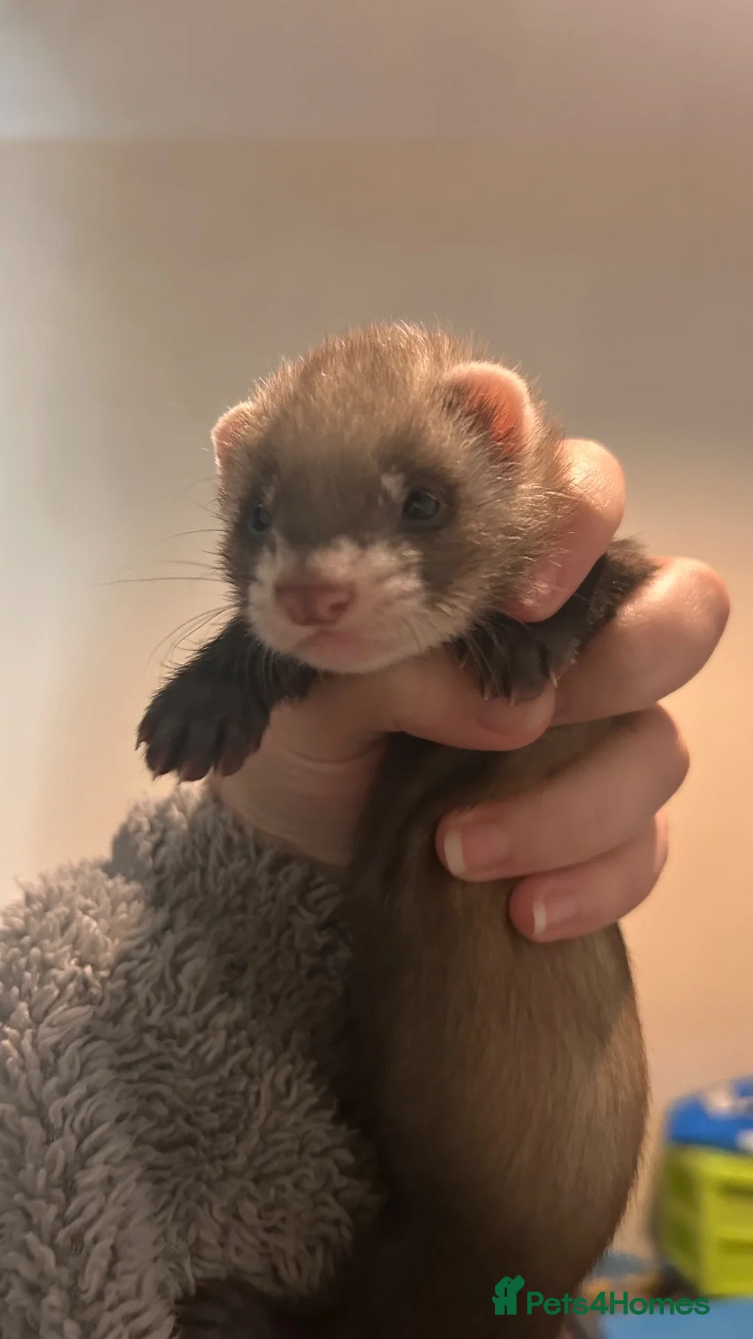 Ferret rodents for sale: Ferret kits for sale  in Gloucester - Advert 2