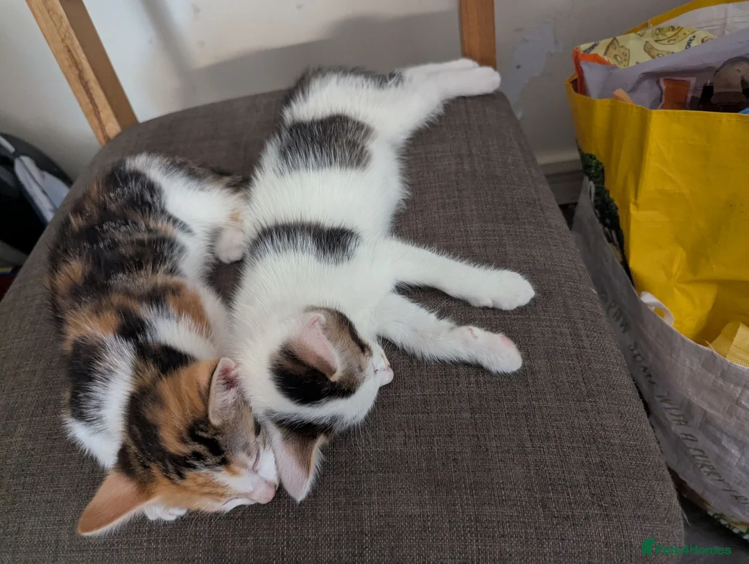Mixed Breed cats for sale: Female kittens 9 weeks ready to leave  - Advert 2