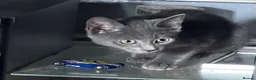 Mixed Breed cats for sale: Beautiful kittens for sale  - Advert 34