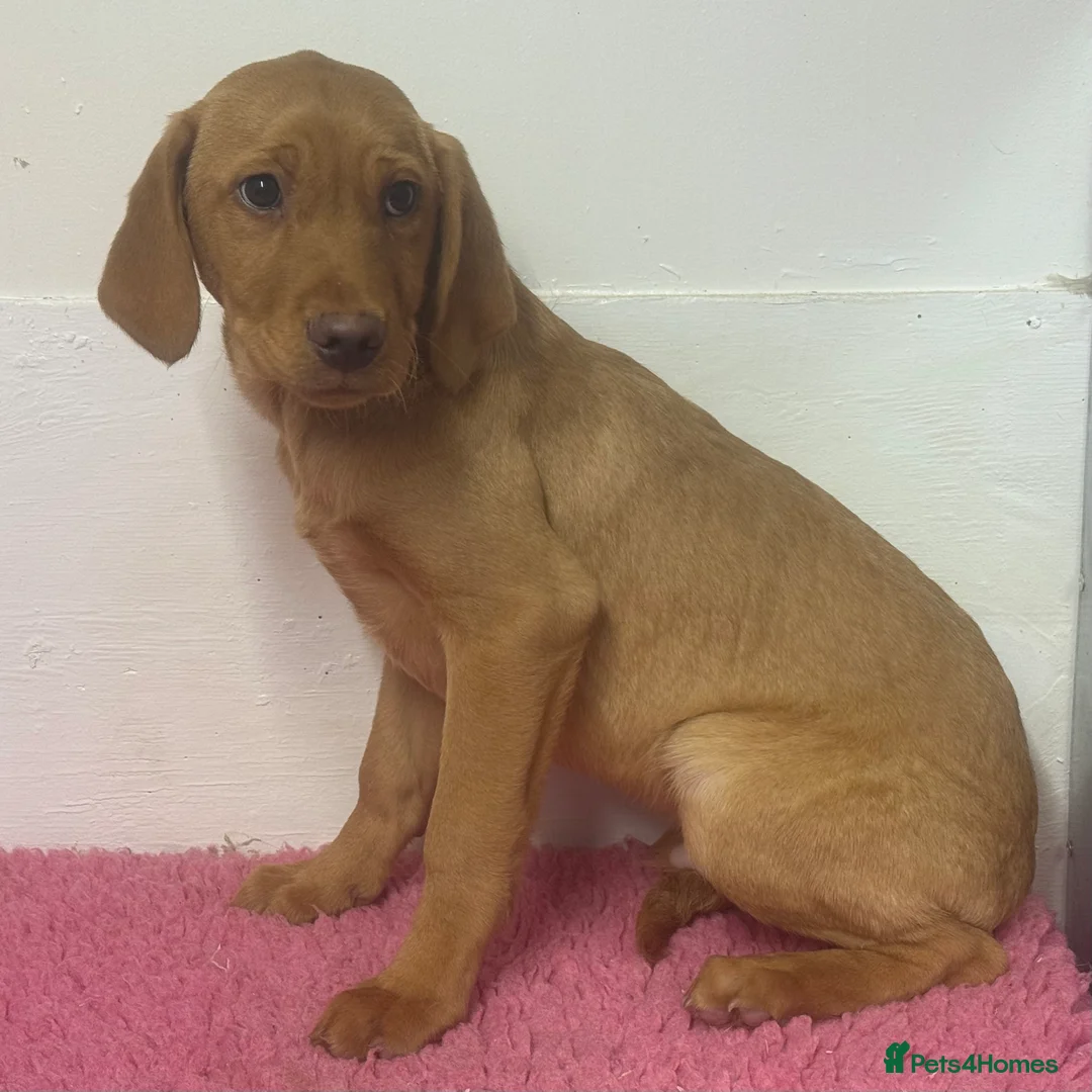 Labrador Retriever dogs for sale: 🧡 Pale Fox Red Yellow Labrador Puppies 💛 - Advert 22