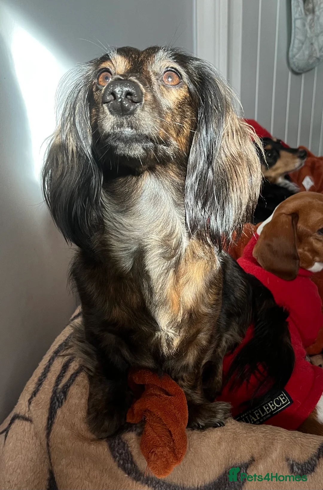 Miniature Dachshund dogs for sale: Beautiful  KC Mini L/H dachshund puppies - Advert 16