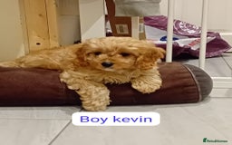 Cavapoo dogs for sale: Toy cavapoo f1 - Image 6