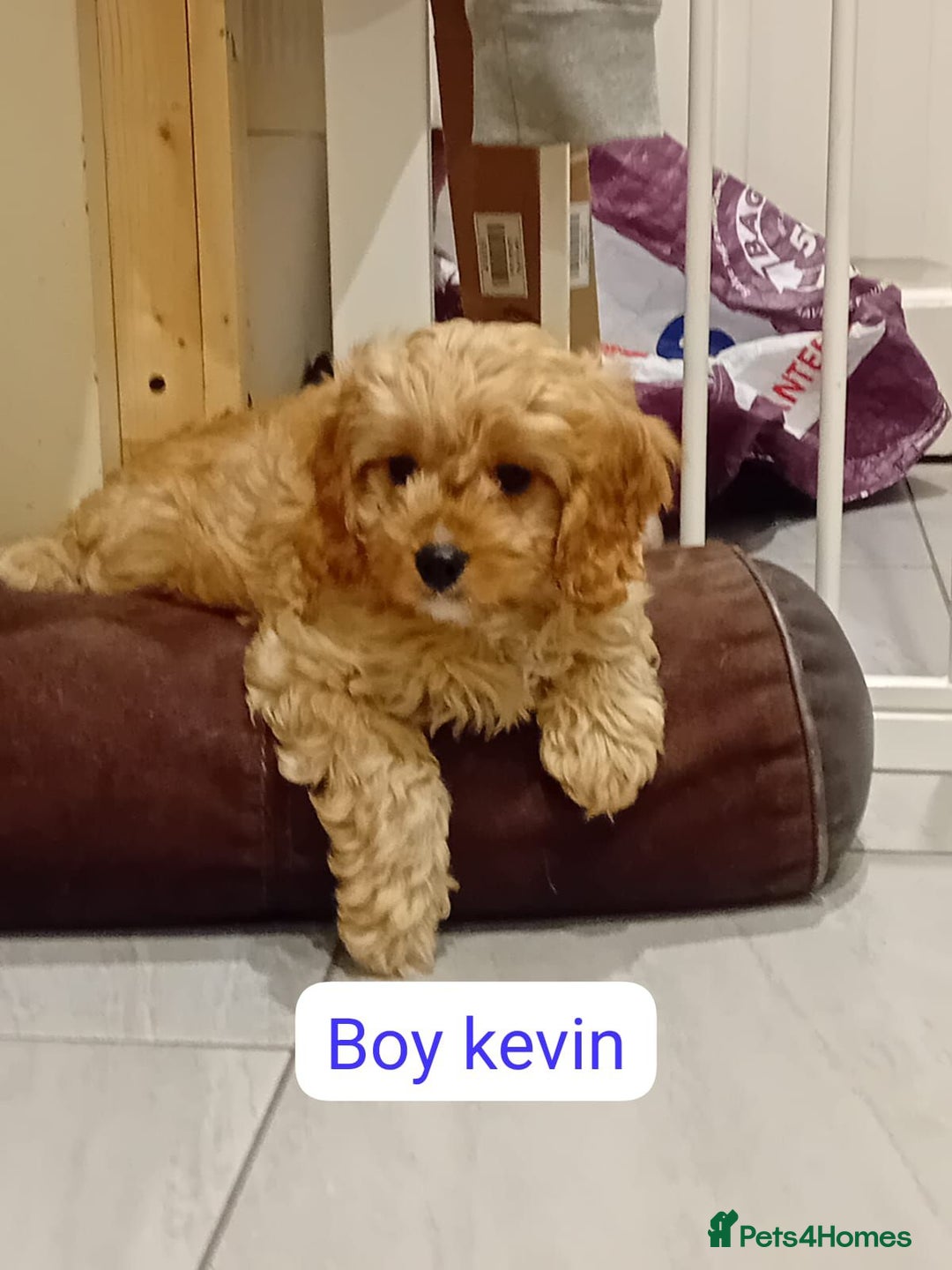 Cavapoo dogs for sale: Toy cavapoo f1 - Image 6