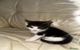Mixed Breed cats for sale: 4 Male Kittens Available - Image 10