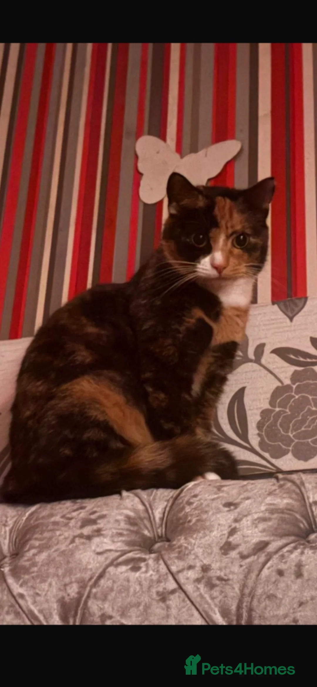 Mixed Breed cats for sale: Friendly little boy kitten  in Welwyn - Advert 7