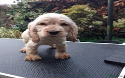 Cocker Spaniel dogs for sale: Adorable KC show cocker spaniels - Advert 3