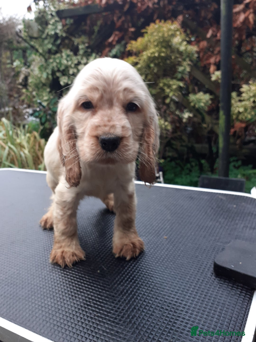 Cocker Spaniel dogs for sale: Adorable KC show cocker spaniels - Advert 3
