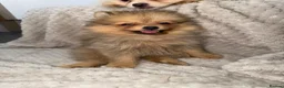 Pomeranian dogs for sale: Pomeranian Puppies  - Advert 9