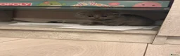 British Shorthair cats for sale: British kitten - Advert 3