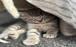 Mixed Breed cats for sale: Gorgeous long haired male female kittens - Image 1