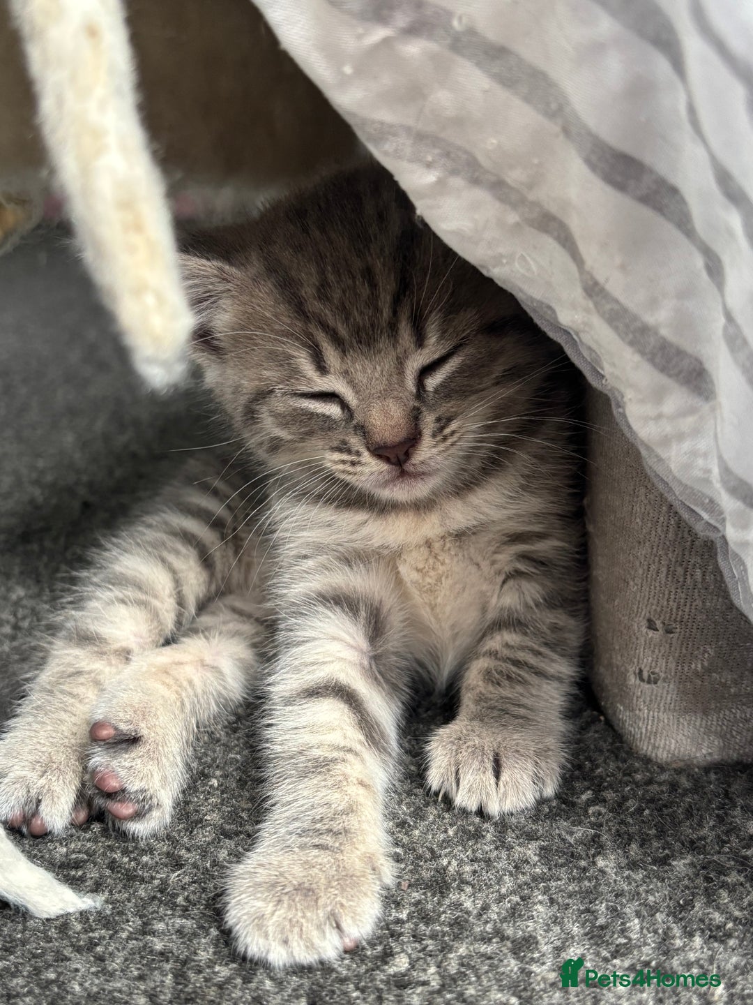 Mixed Breed cats for sale: Gorgeous long haired male female kittens - Image 1