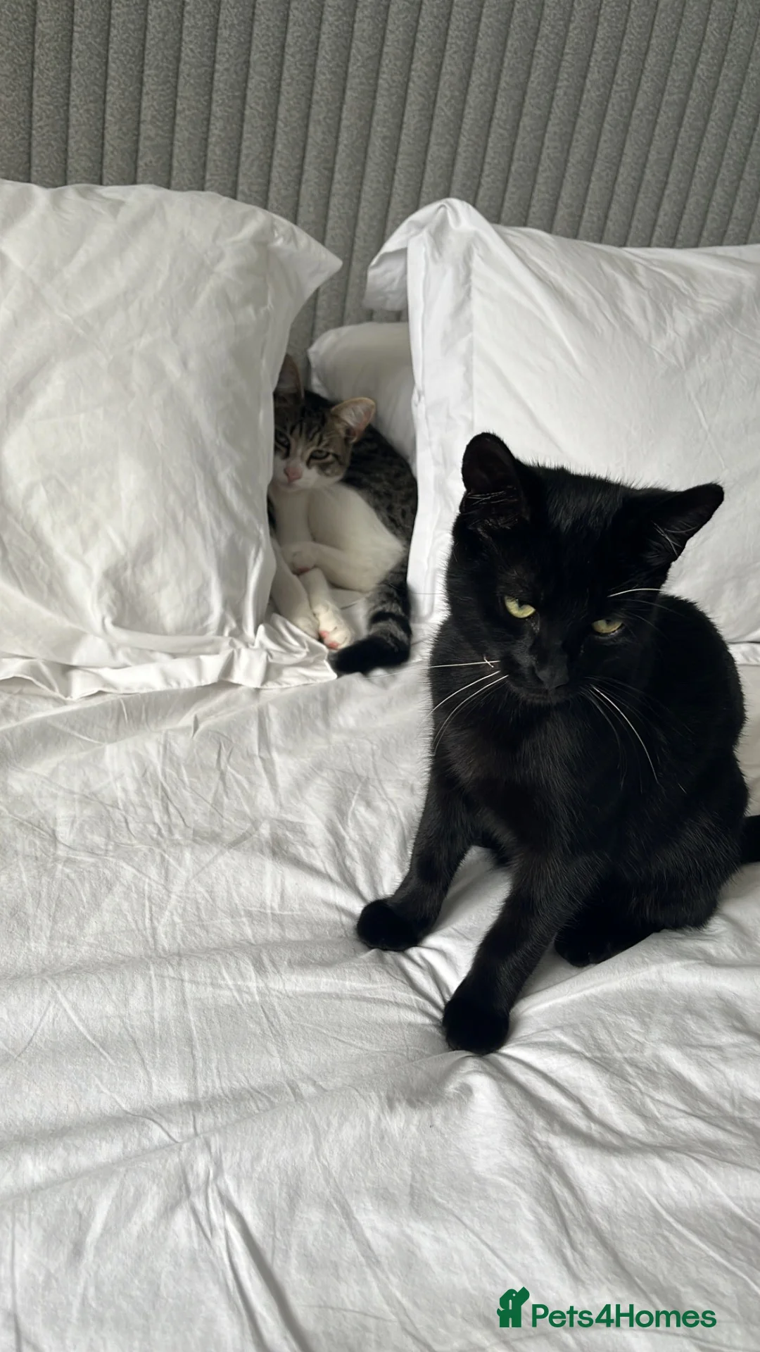 Mixed Breed cats for sale: Two bonded Boys - to go together  in Abbots Langley - Advert 25