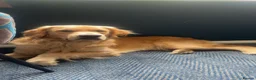 Golden Retriever dogs for sale: Bailey FULL KC  - Advert 5