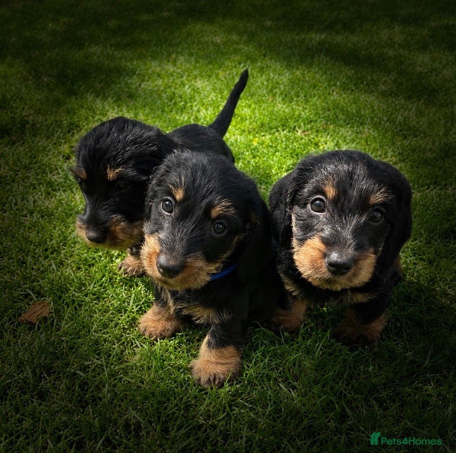 Miniature Dachshund dogs KC Mini Wire dachshunds - Advert 1