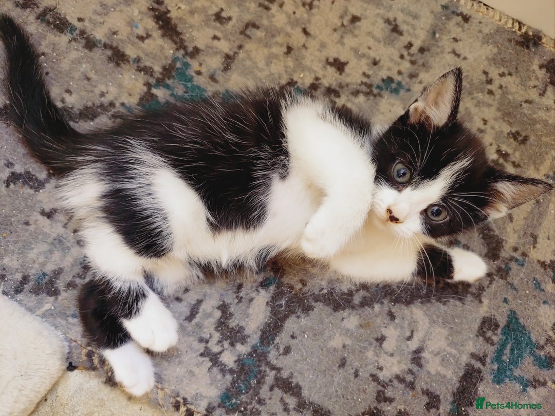 Domestic Shorthair cats for sale: Two female kittens looking for their forever homes - Image 12