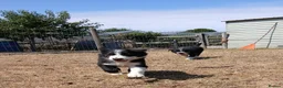 Border Collie dogs for sale: Long coated border collie puppies - Advert 12