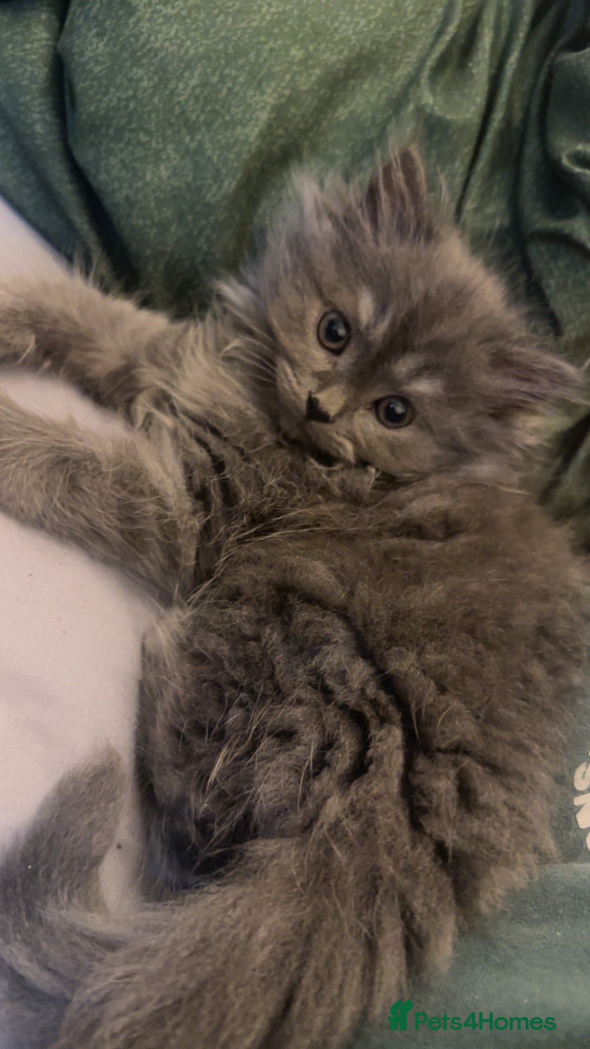 Mixed Breed cats Last 3!! Maincoon x Persian ready to leave  - Advert 6