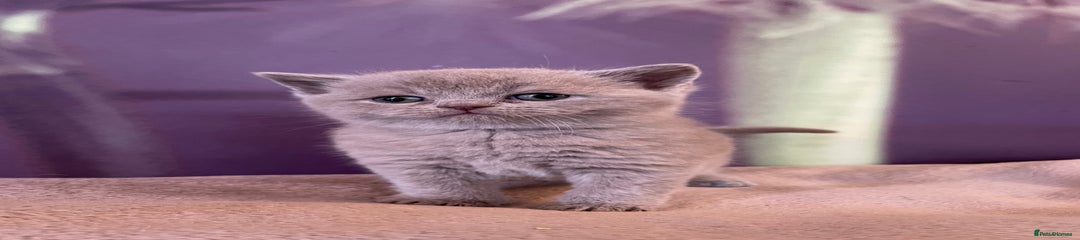British Shorthair Kitten 4