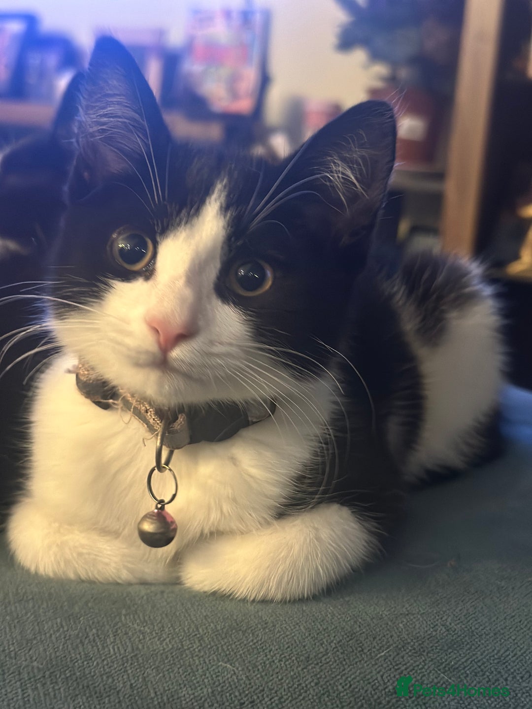 Mixed Breed cats for sale: Beautiful tuxedo kittens  - Image 13