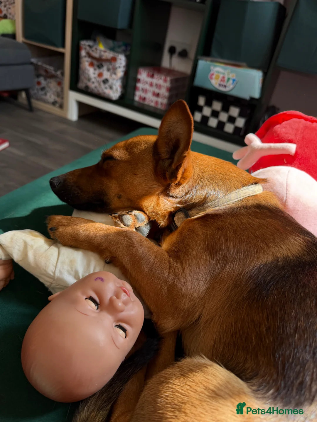 Mixed Breed dogs for sale: Ronnie  - Advert 1