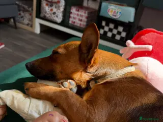 Mixed Breed dogs Ronnie - Advert 2