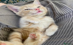 Mixed Breed cats for sale: 3 2 month old TORTIE x BRITISH SHORTHAIR KITTENS - Image 13