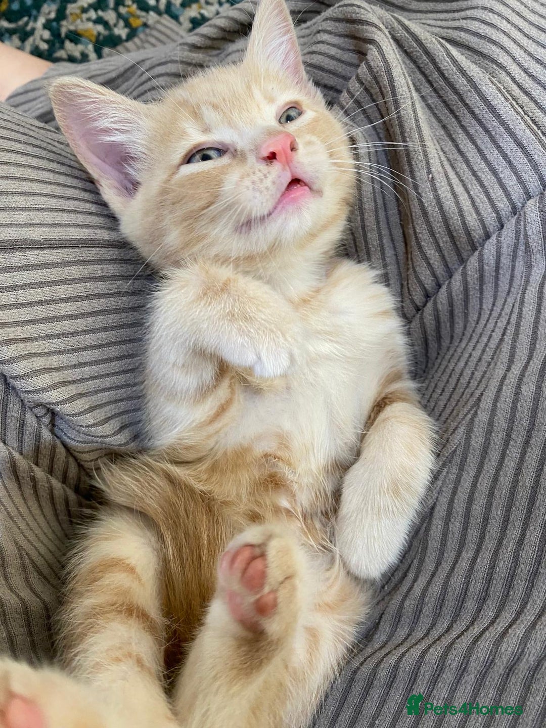 Mixed Breed cats for sale: 3 2 month old TORTIE x BRITISH SHORTHAIR KITTENS - Image 13