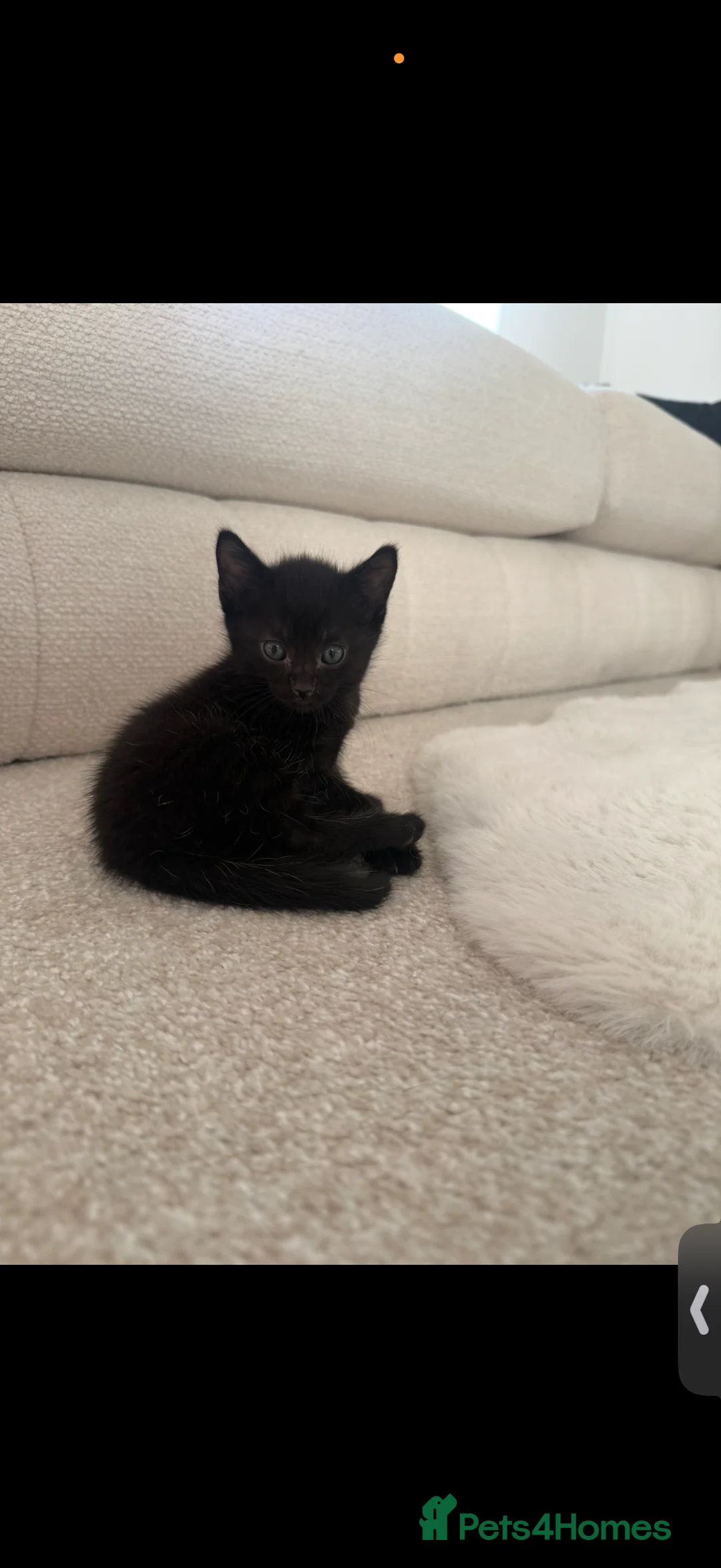 Russian Blue cats for sale: Russian Blue kittens  - Advert 5