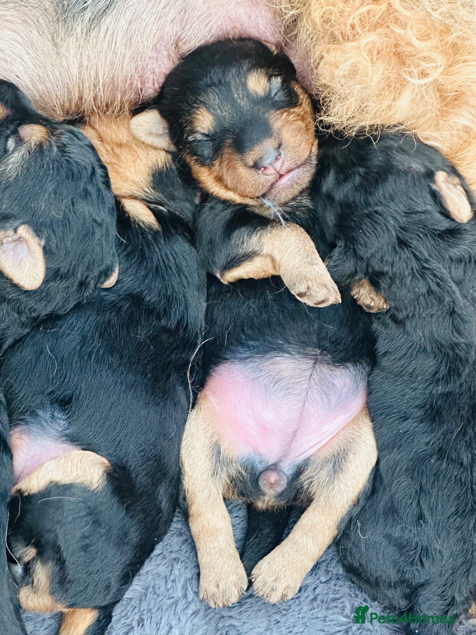 Welsh Terrier dogs Welsh terrier puppies - Advert 2