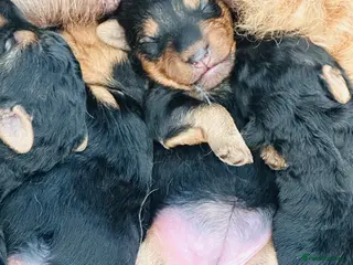 Welsh Terrier dogs Welsh terrier puppies - Advert 2