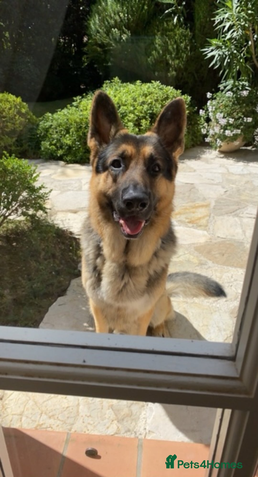 German Shepherd dogs for stud: Gorgeous Pure German Shepherd Stud - Advert 3