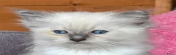 Ragdoll cats for sale: Ragdoll kittens  - Advert 3