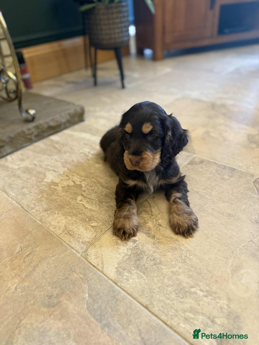 Cocker Spaniel dogs for sale: Outstanding male show cocker spaniel   - Advert 3