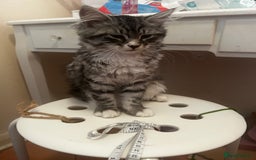 Siberian cats for sale: Sweet 4month Siberian Kitten Snow Needs New Home  - Image 3