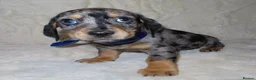 Dachshund dogs for sale: BEAUTIFUL DACHSHUND READY FOR FOREVER HOME!!! in Wolverhampton - Advert 17