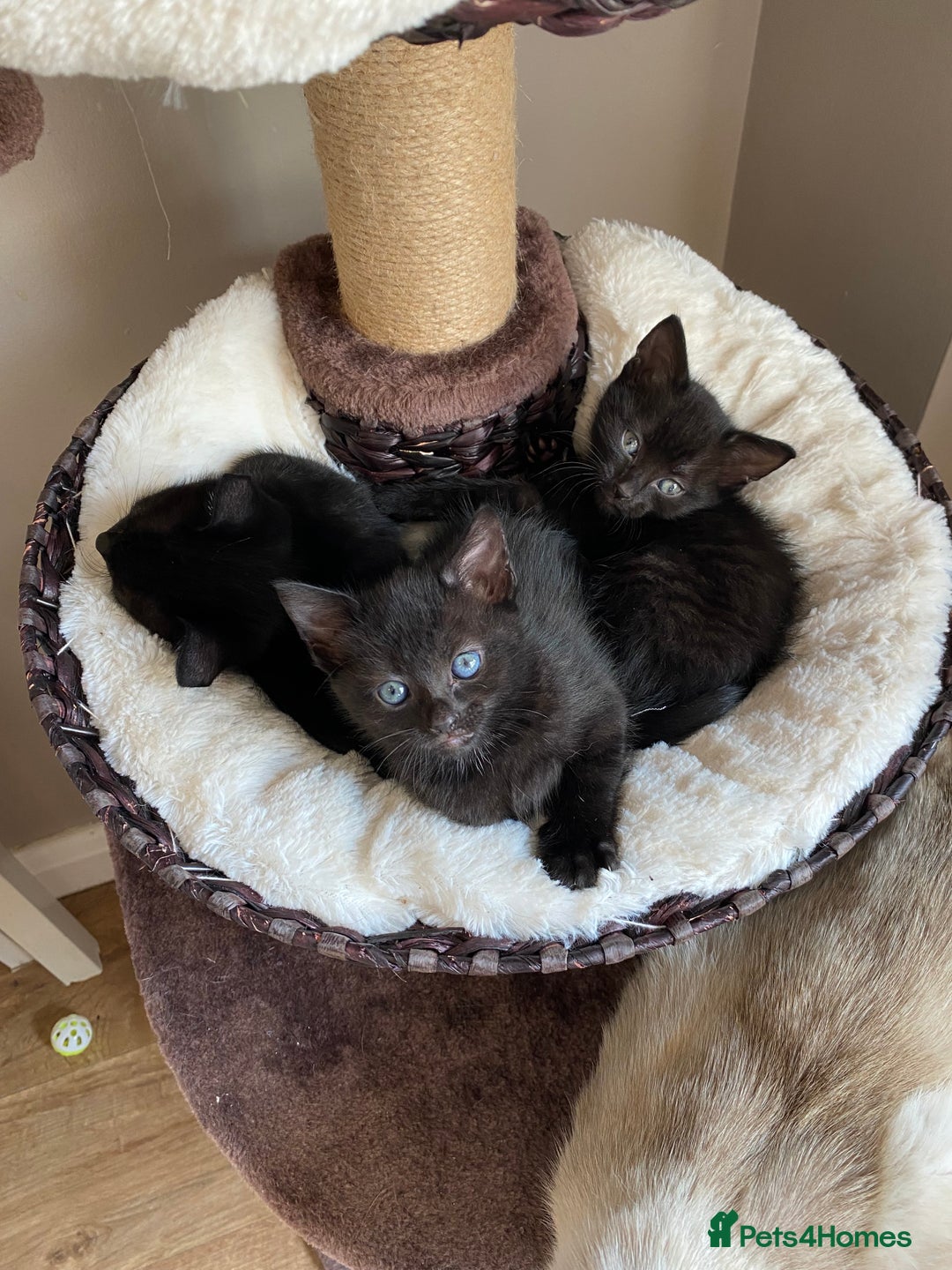 Mixed Breed cats for sale: Black/Black&White Kittens For Sale - Image 7