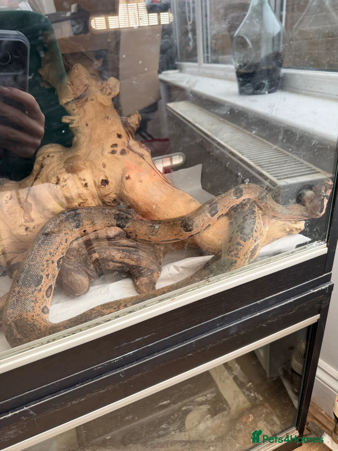 Boa Snake reptiles for sale: Leopard boa in Peterborough - Advert 3