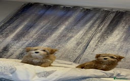 Poochon dogs for sale: 2 Male Poochon looking for loving home - Image 2
