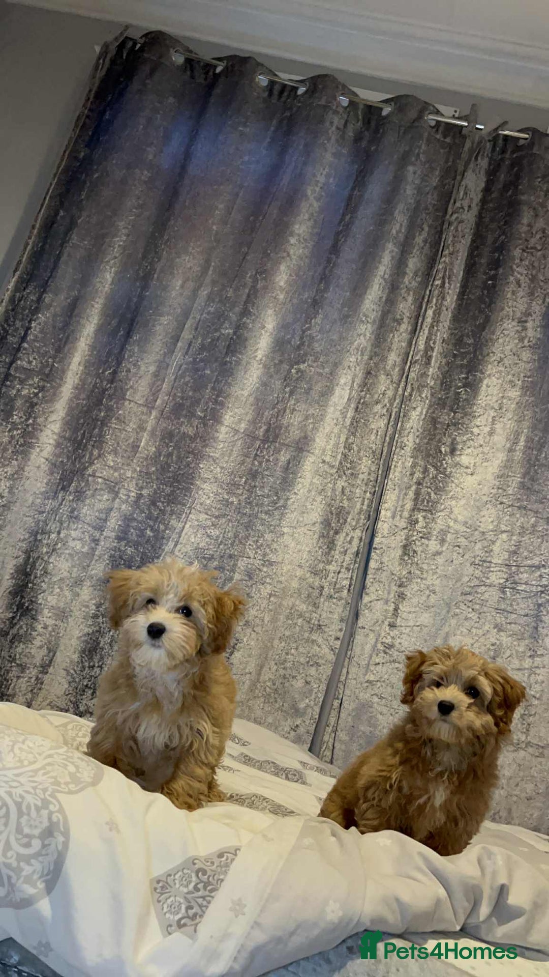Poochon dogs for sale: 2 Male Poochon looking for loving home - Image 2