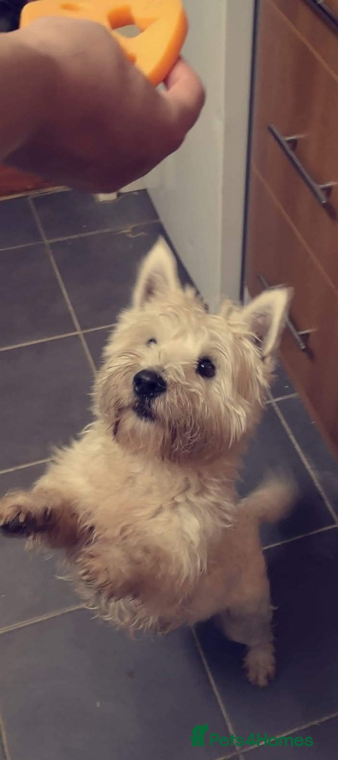 West Highland Terrier dogs for stud: For stud - Advert 5