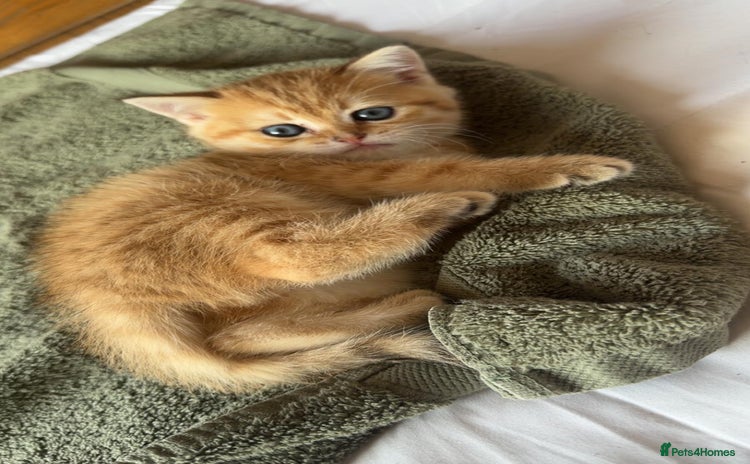 British Shorthair cats - Advert 16