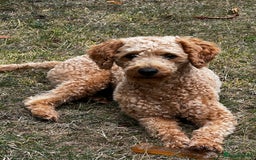 Toy Poodle dogs for stud: KC Registered Red Toy Poodle Fully DNA Tested in Radstock - Image 4