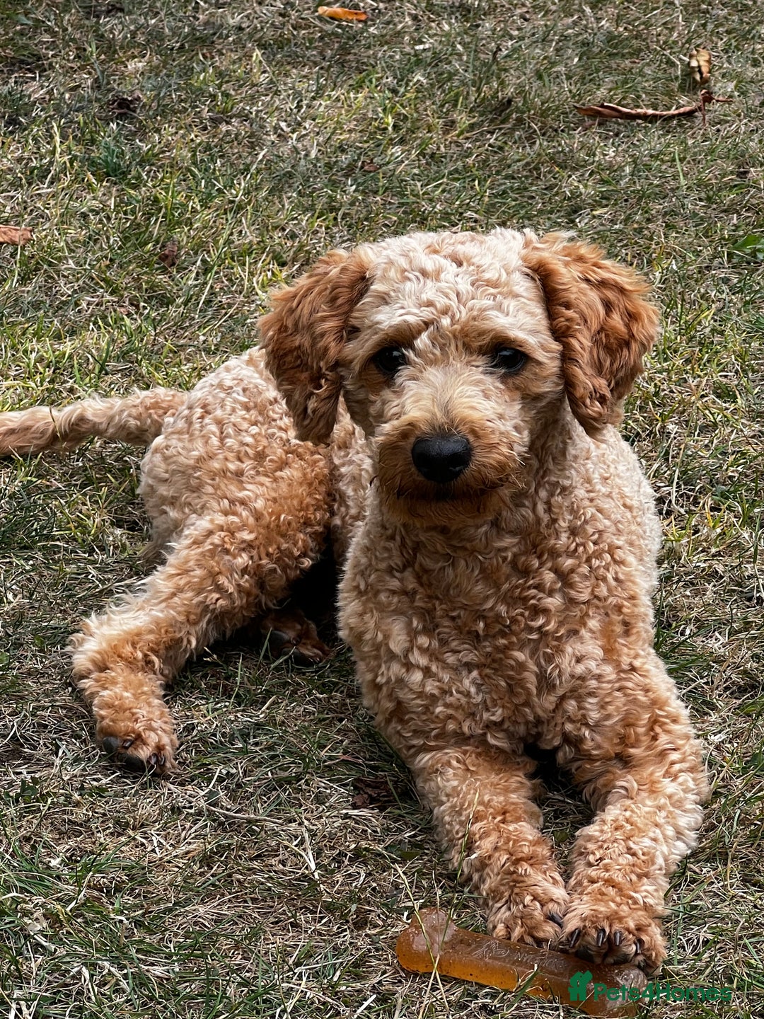 Toy Poodle dogs for stud: KC Registered Red Toy Poodle Fully DNA Tested in Radstock - Image 4